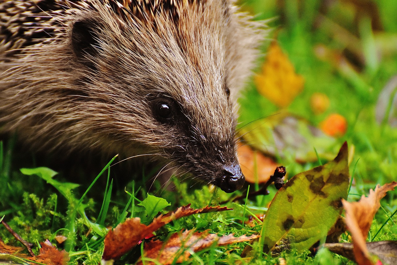 a small hedge sitting on top of a lush green field, by Marten Post, pixabay, hedgehog with pipe, sheltering under a leaf, vivid colours. sharp focus. wow!, sharp detailed claws