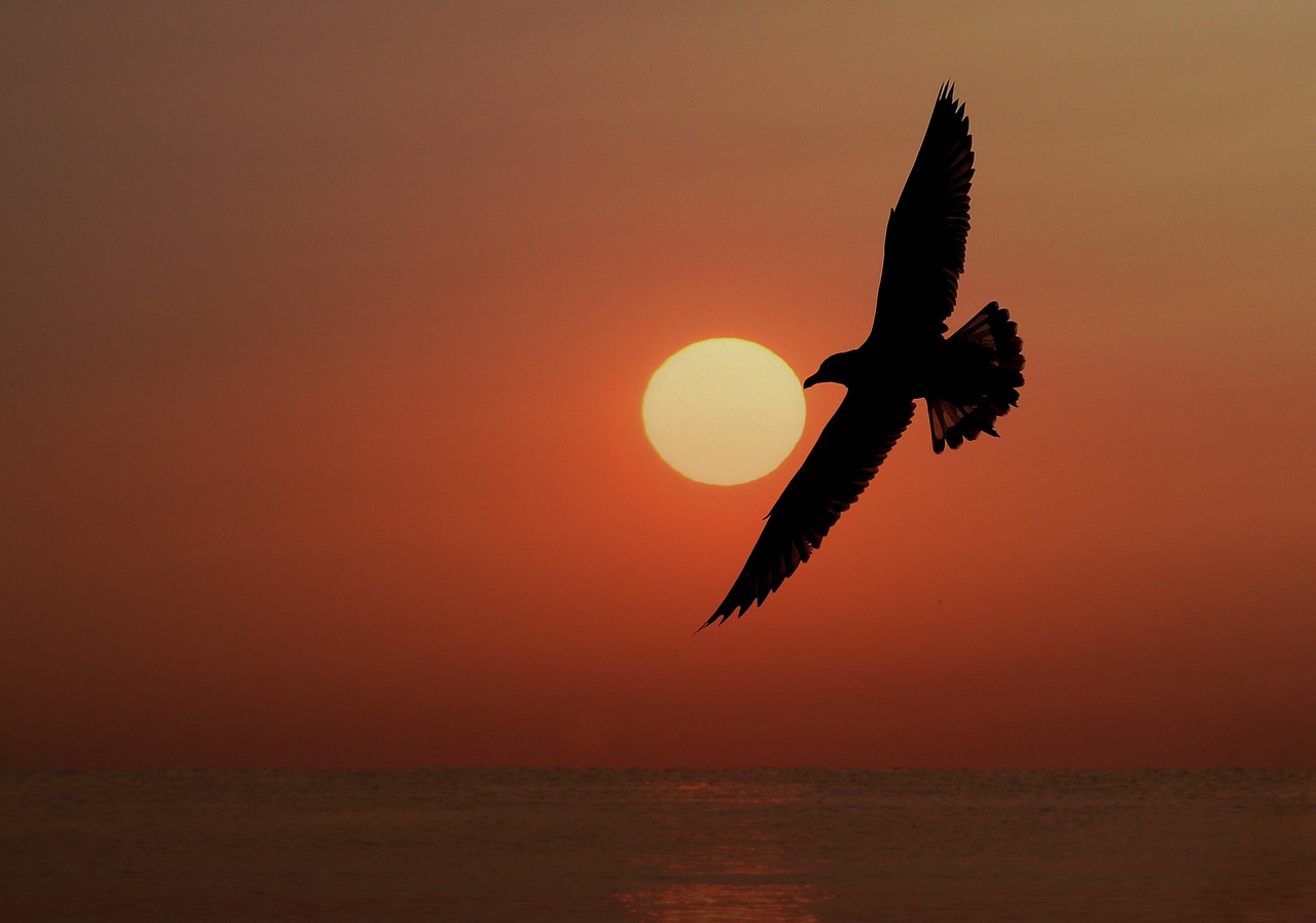 a bird flying over the ocean at sunset, a picture, by Hans Schwarz, photograph credit: ap, sun behind her, falcon, photograph”