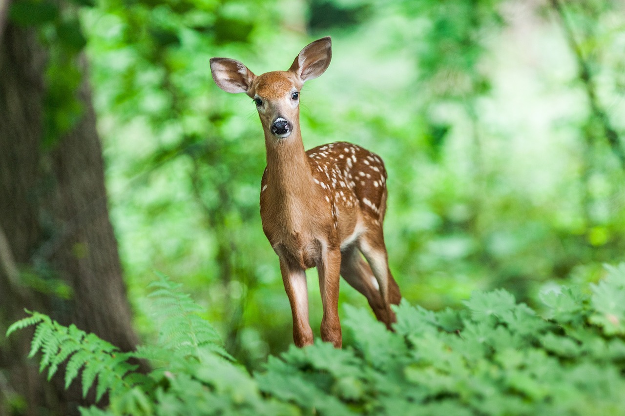 a deer standing on top of a lush green forest, a picture, by Dietmar Damerau, shutterstock, fine art, little kid, wisconsin, stock photo, with depth of field