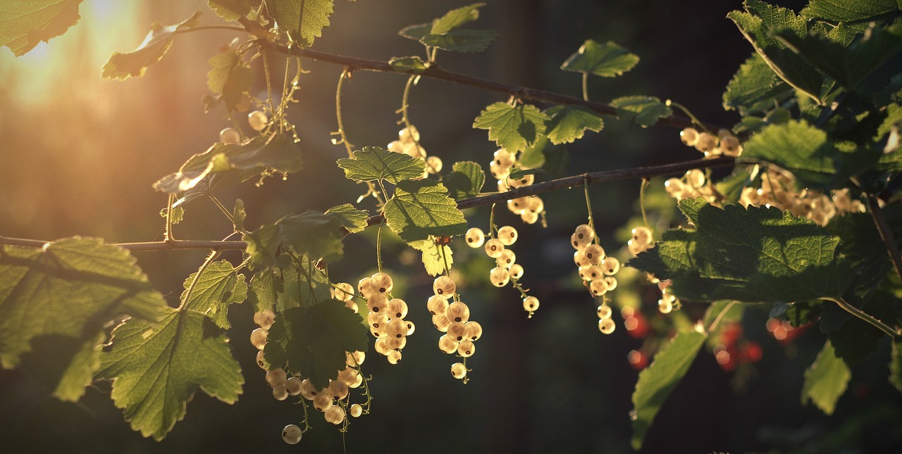 a close up of a bunch of berries on a tree, a digital rendering, unsplash, romanticism, golden sunlight, birch, summer night, white blossoms