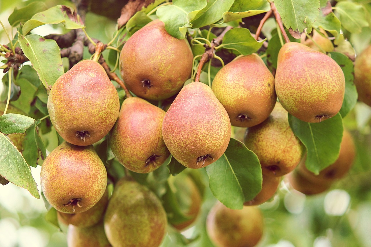 a bunch of pears hanging from a tree, shutterstock, 1 6 x 1 6, f2.2, wyoming, close up of iwakura lain