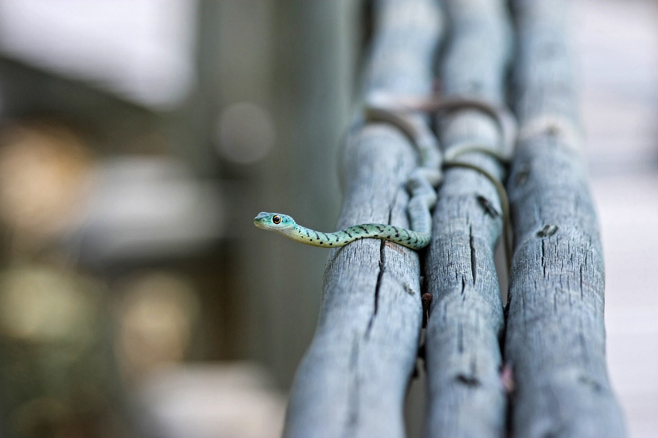 a green snake sitting on top of a wooden bench, unsplash, blue-eyed, tiny sticks, creeping forward, rails