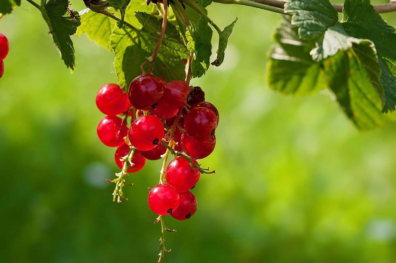 a bunch of red berries hanging from a tree, a stock photo, by Dietmar Damerau, shutterstock, romanticism, hot summer sun, hd photo