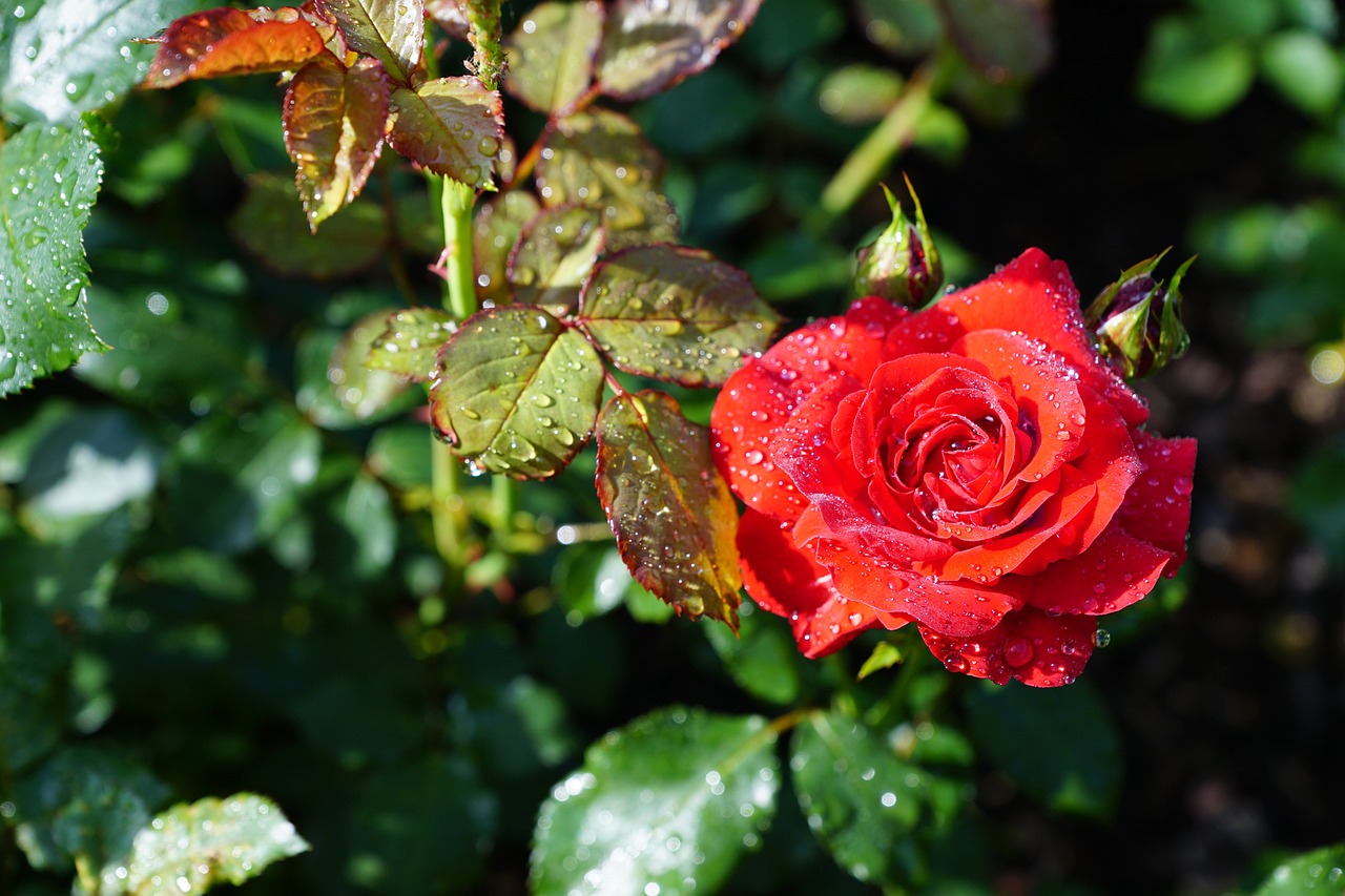 a red rose with water droplets on it, summer morning, bloom and flowers in background, 5 5 mm photo