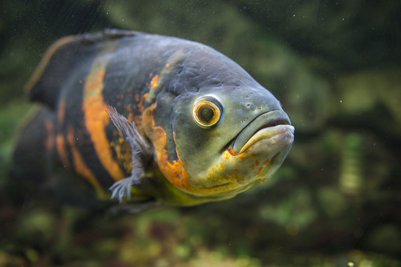 a close up of a fish looking at the camera, a portrait, by Robert Brackman, shutterstock, sad scene, portrait of rugged zeus, floating koi fish, museum quality photo