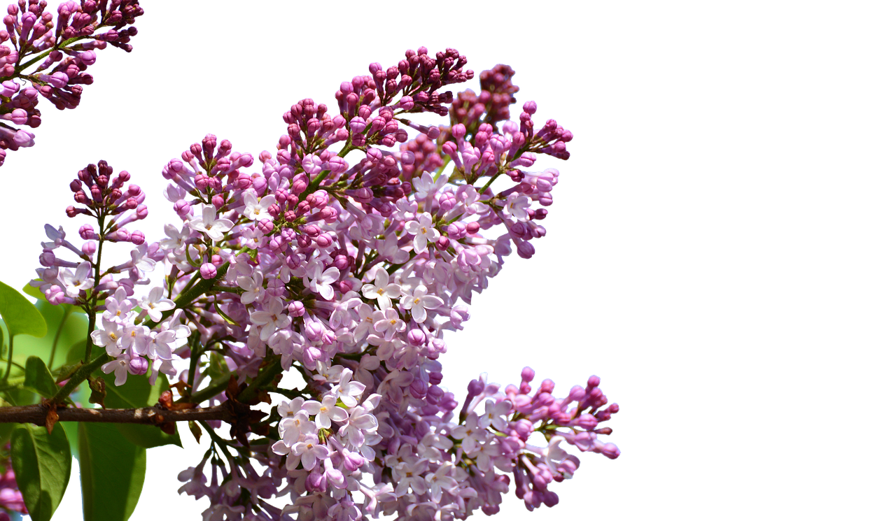 a vase filled with purple and white flowers, by Jan Rustem, shutterstock, photorealism, on black background, lilacs, intricate hyperdetail macrophoto, with soft pink colors