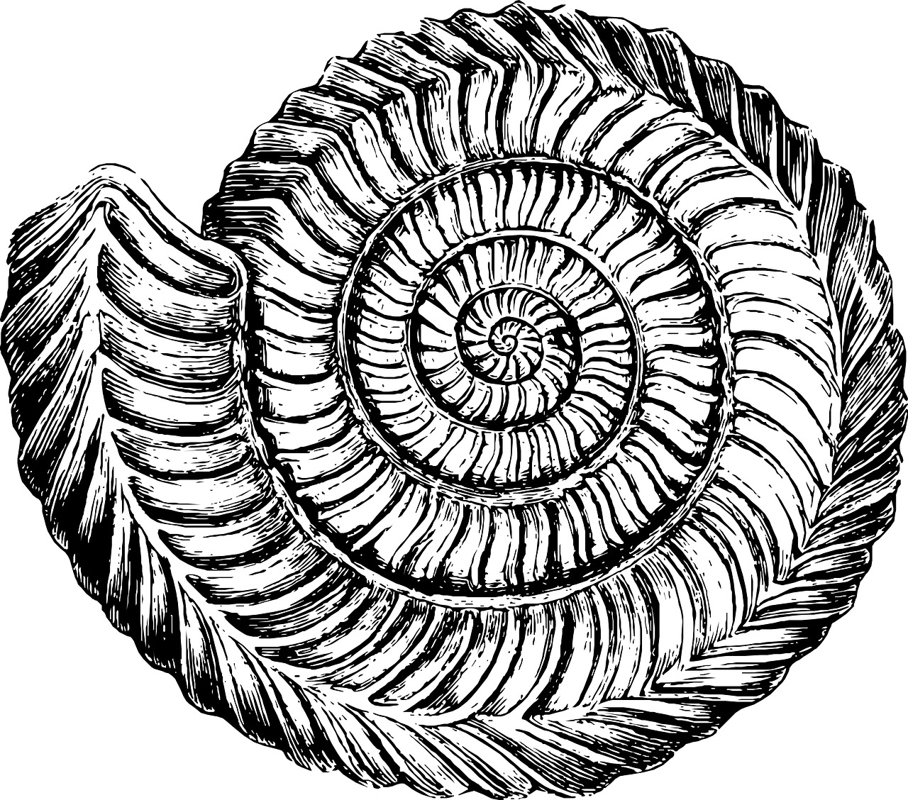 a black and white drawing of a spiral shell, an illustration of, pixabay, hurufiyya, fossil ornaments, etching illustration, big horn, rosette