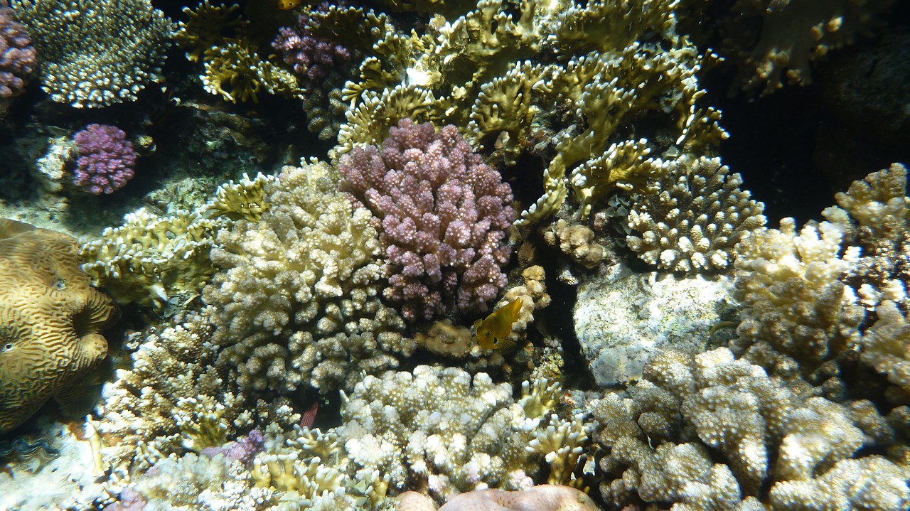 a coral reef with a variety of different types of corals, flickr, hurufiyya, in egypt, covered in coral and barnacles, paris 2010, family photo
