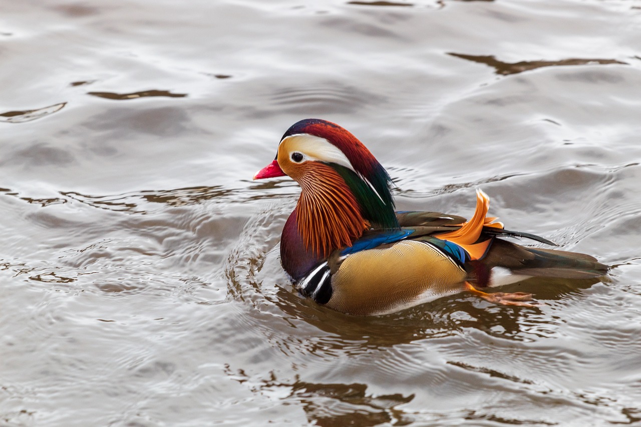 a duck floating on top of a body of water, a portrait, shutterstock, fine art, colorful plumage, donald duck in real life, rippling muscles, dressed in colorful silk