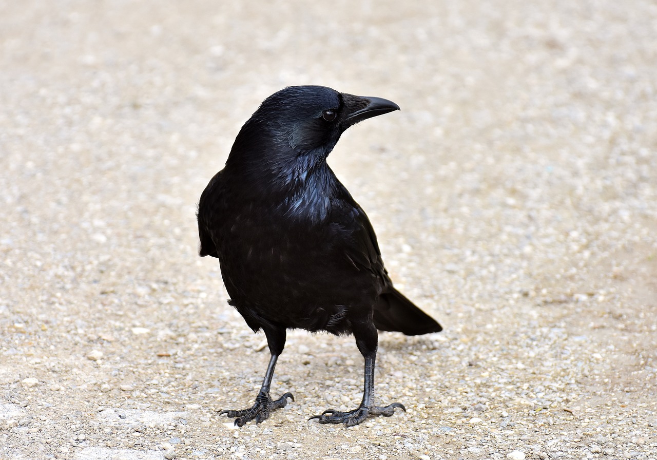 a black bird is standing on the ground, a photo, pixabay, renaissance, 🦩🪐🐞👩🏻🦳, very sharp and detailed image, stock photo