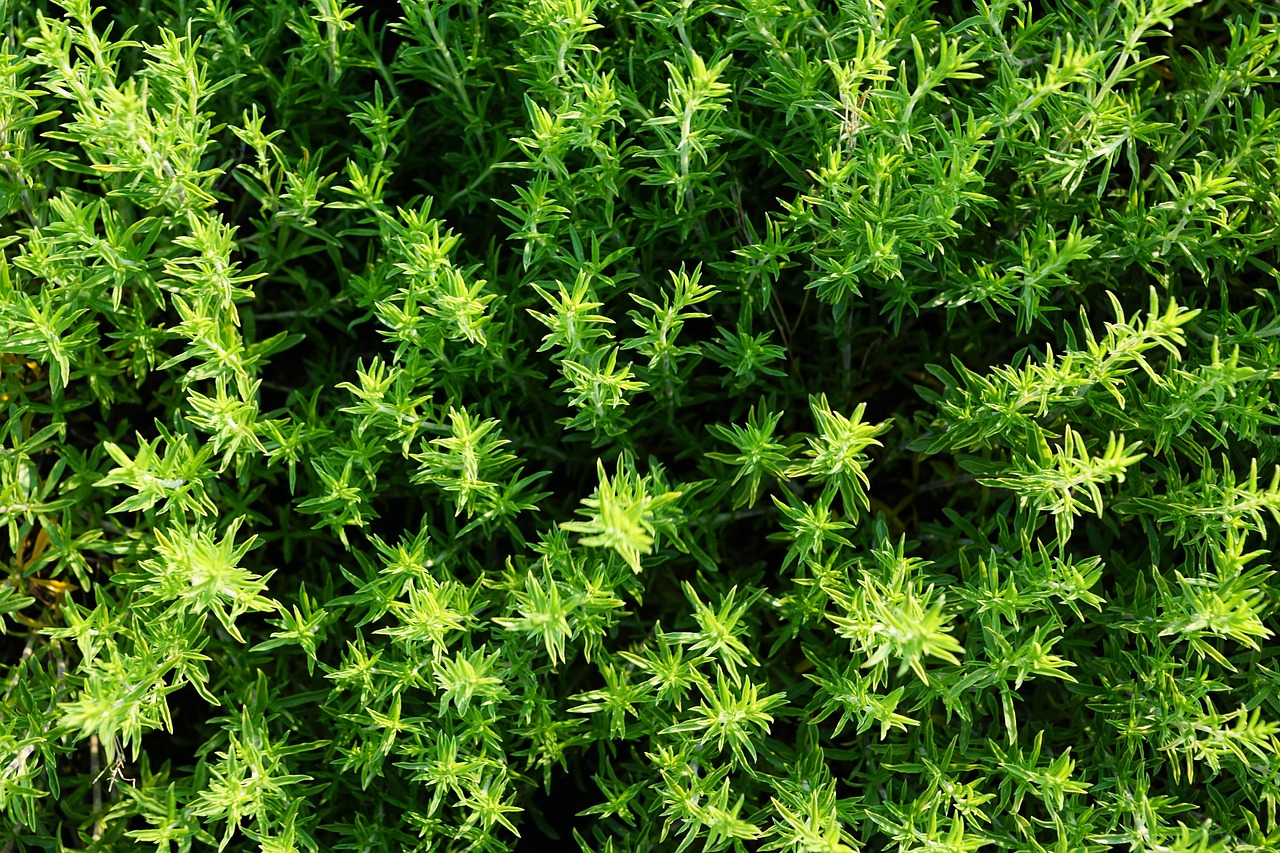 a close up of a plant with green leaves, hurufiyya, seen from straight above, lobelia, grass texture material, yellow and greens