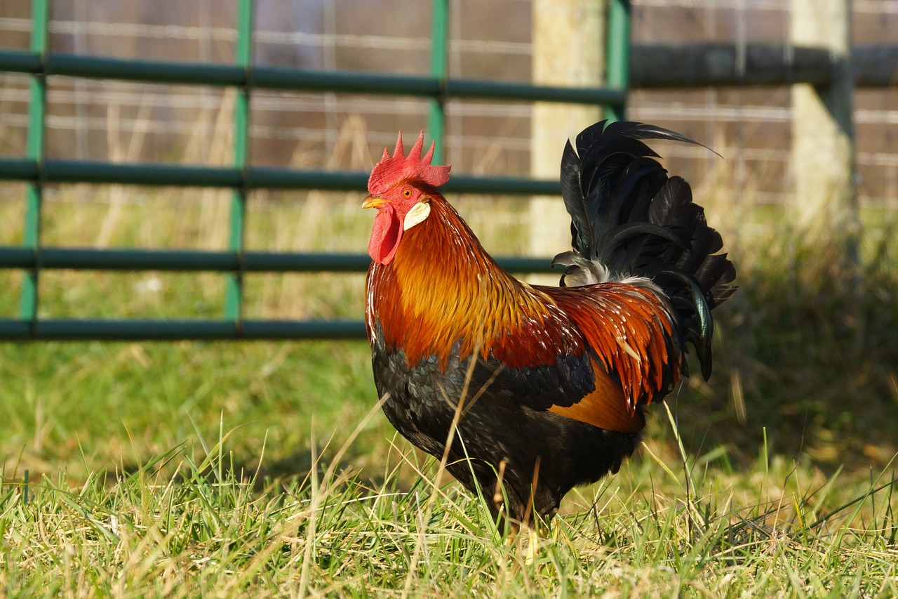 a rooster that is standing in the grass, by Linda Sutton, shutterstock, mid-shot of a hunky, 3 / 4 extra - wide shot, local conspirologist, stock photo