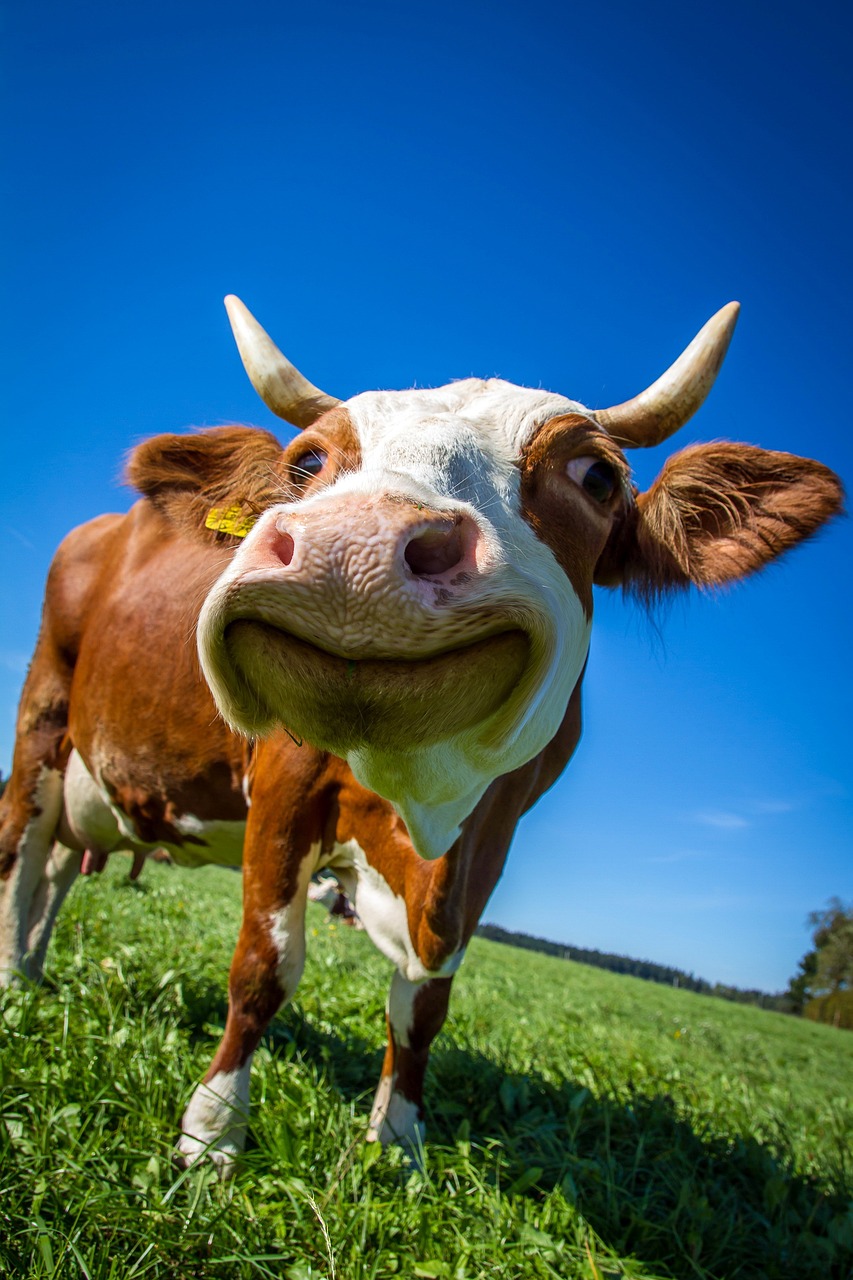 a brown and white cow standing on top of a lush green field, a picture, by Matthias Weischer, shutterstock, sarcastic smile showing teeth, fisheye photo, closeup photo, very funny