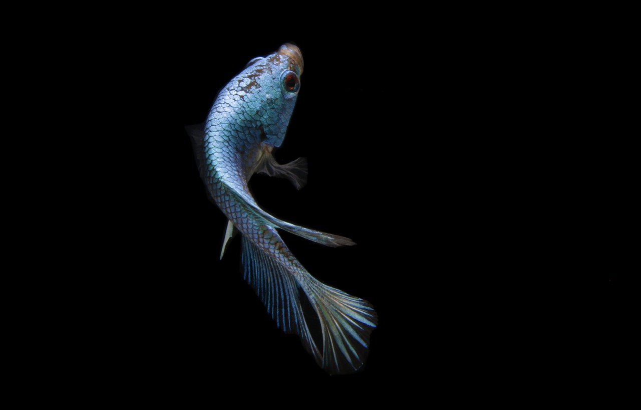 a close up of a fish on a black background, art photography, blue arara, fish flying over head, hyperedetailed photo, camera photo