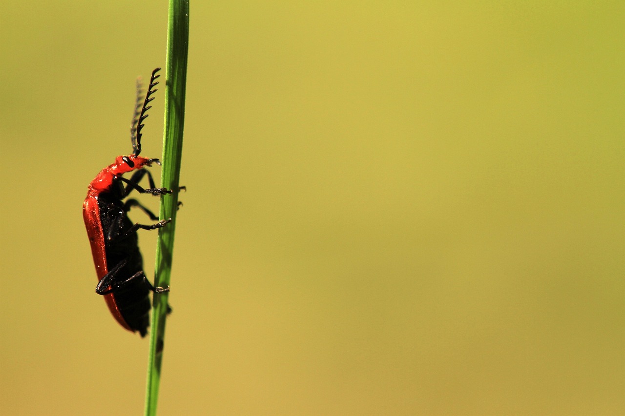 a close up of a bug on a stem of a plant, by Matthias Weischer, unsplash, minimalism, red grass, istock, very sharp photo