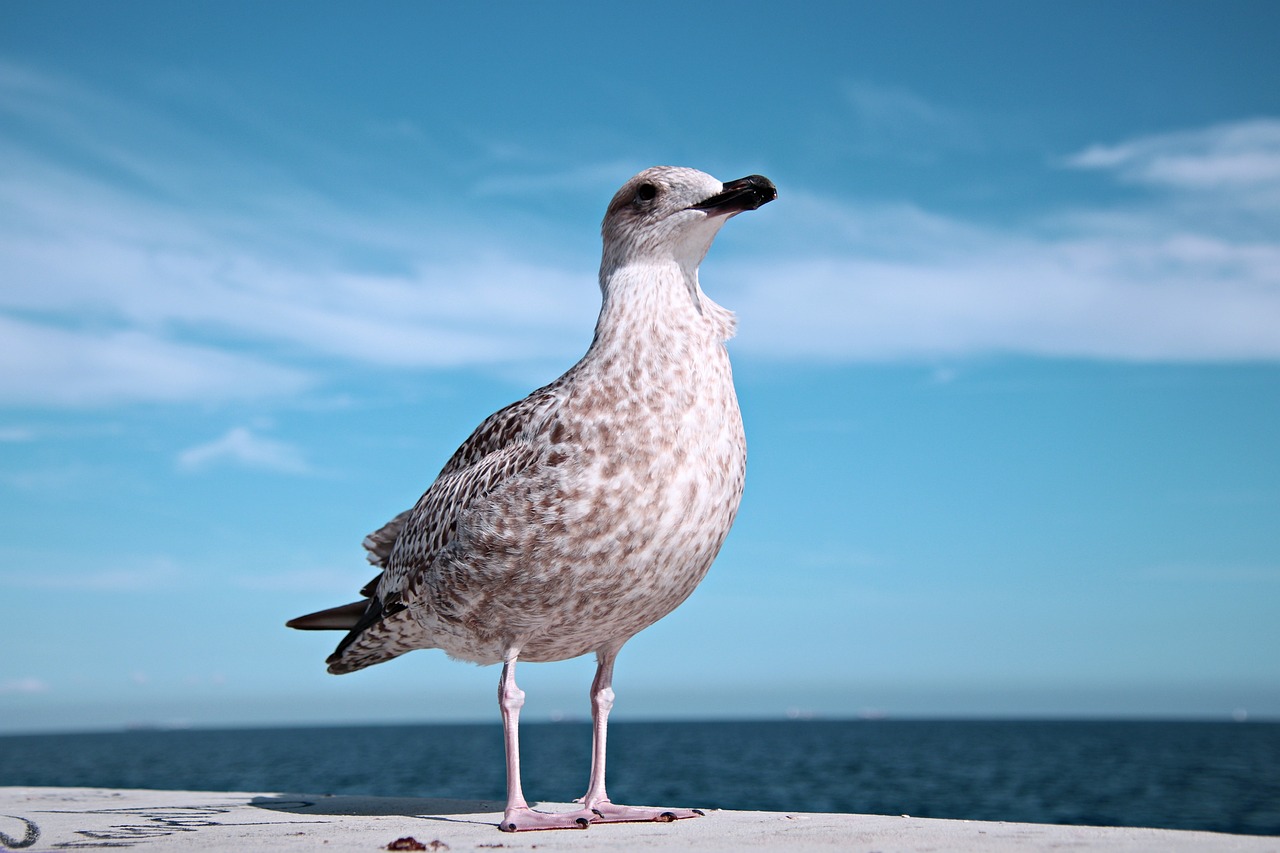 a seagull standing on a rock with the ocean in the background, a picture, pexels, realism, with a white muzzle, blue sky, a-pose, pepper