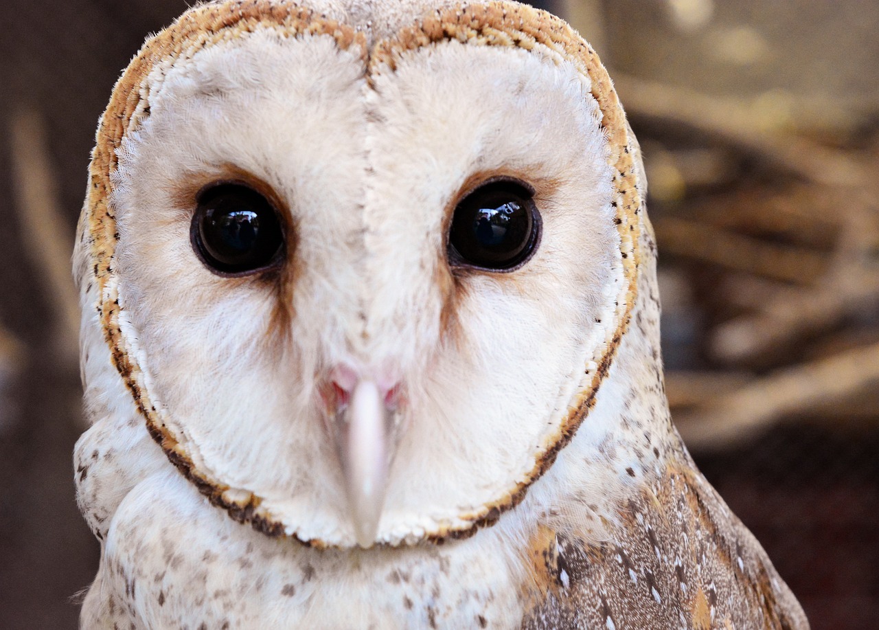 a close up of an owl with big eyes, a portrait, shutterstock, renaissance, barn owl mask, brown eyes and white skin, beautiful oval face, looking to camera