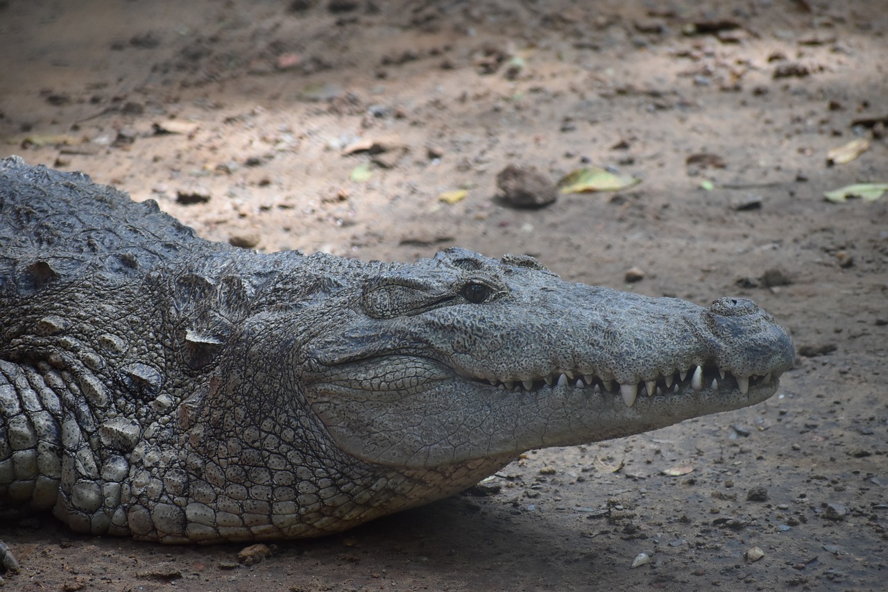 an alligator that is laying down on the ground, by Matija Jama, hurufiyya, smirking, with a white muzzle, side view close up of a gaunt, taken in zoo