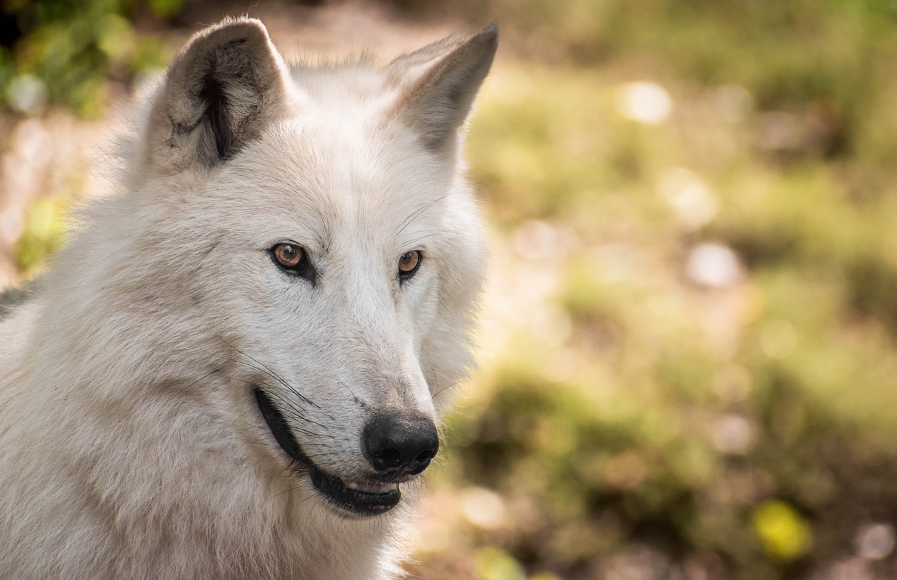 a close up of a white wolf looking at the camera, a portrait, shutterstock, radiant smile. ultra wide shot, in profile, telephoto shot, 8k 50mm iso 10