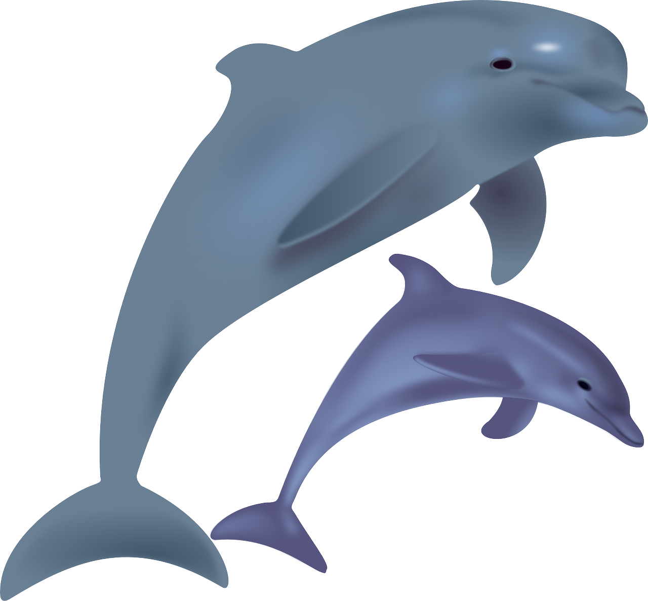 a couple of dolphins standing next to each other, an illustration of, by Taiyō Matsumoto, no gradients, purple. smooth shank, [ realistic photo ]!!, bone