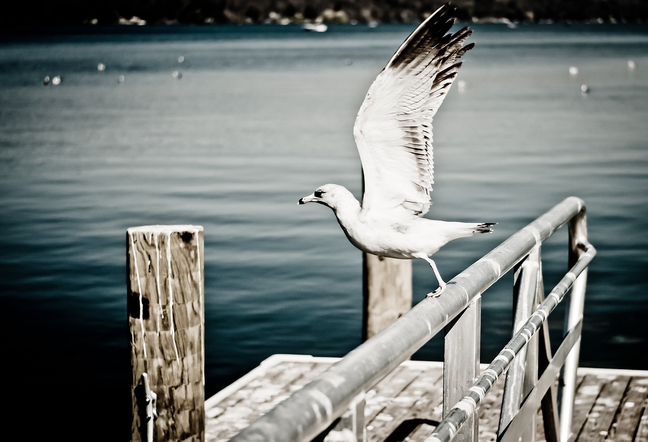 a seagull standing on a railing next to a body of water, a picture, by Andrew Domachowski, arabesque, highkey, take off, post processed, !! low contrast!!