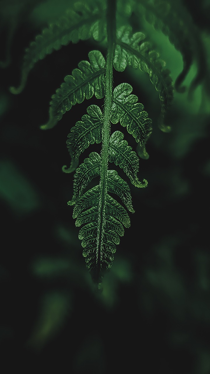 a close up of a leaf on a plant, a macro photograph, inspired by Elsa Bleda, trending on pexels, hurufiyya, fern, highly detailed photo 4k, higly detailed dark, high details photo
