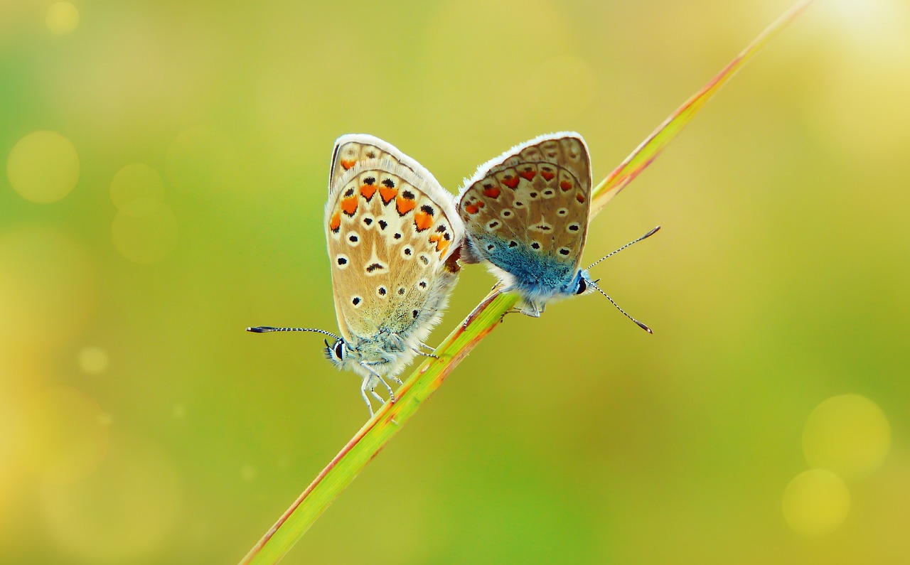 a couple of butterflies sitting on top of a plant, a macro photograph, by Istvan Banyai, shutterstock, silver and blue colors, !!! shallow depth of field!!!, a photograph of a rusty, love in motion