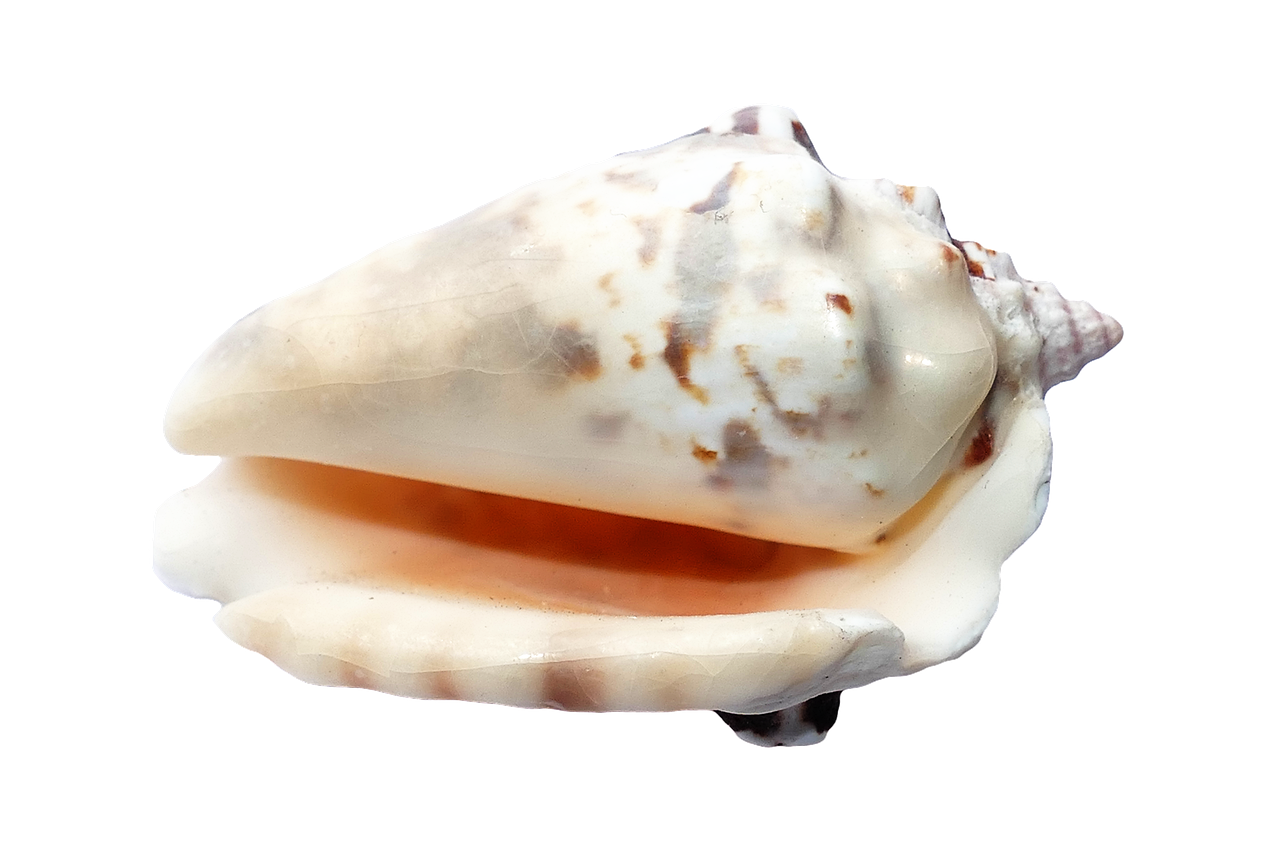 a close up of a shell on a black background, an illustration of, hurufiyya, large aquiline nose!!, extremely polished, white with chocolate brown spots, 3 4 5 3 1