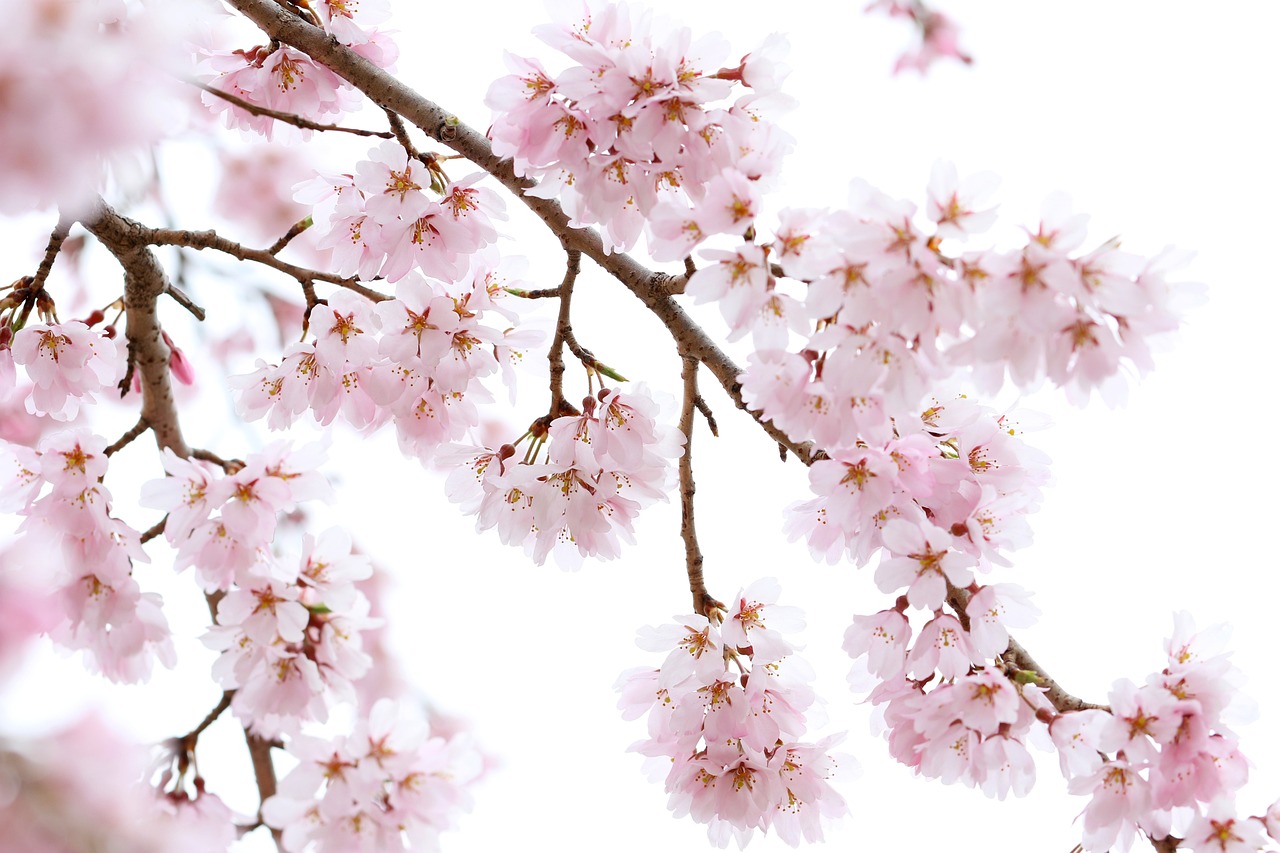 a bird perched on a branch of a cherry tree, a picture, pexels, sōsaku hanga, white background!!!!!!!!!!, cherry-blossom-tree, light pink tonalities, close up of iwakura lain