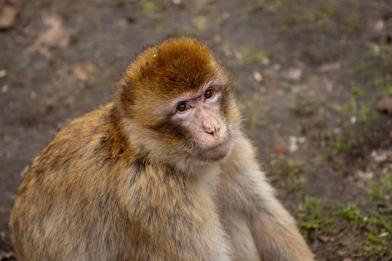 a close up of a monkey sitting on the ground, a portrait, renaissance, caramel, mossy head, full view with focus on subject, moroccan