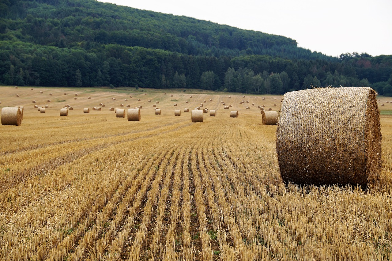 a field full of hay bales with trees in the background, a picture, shutterstock, empty wheat field, sharp lines, hollow, high quality product image”