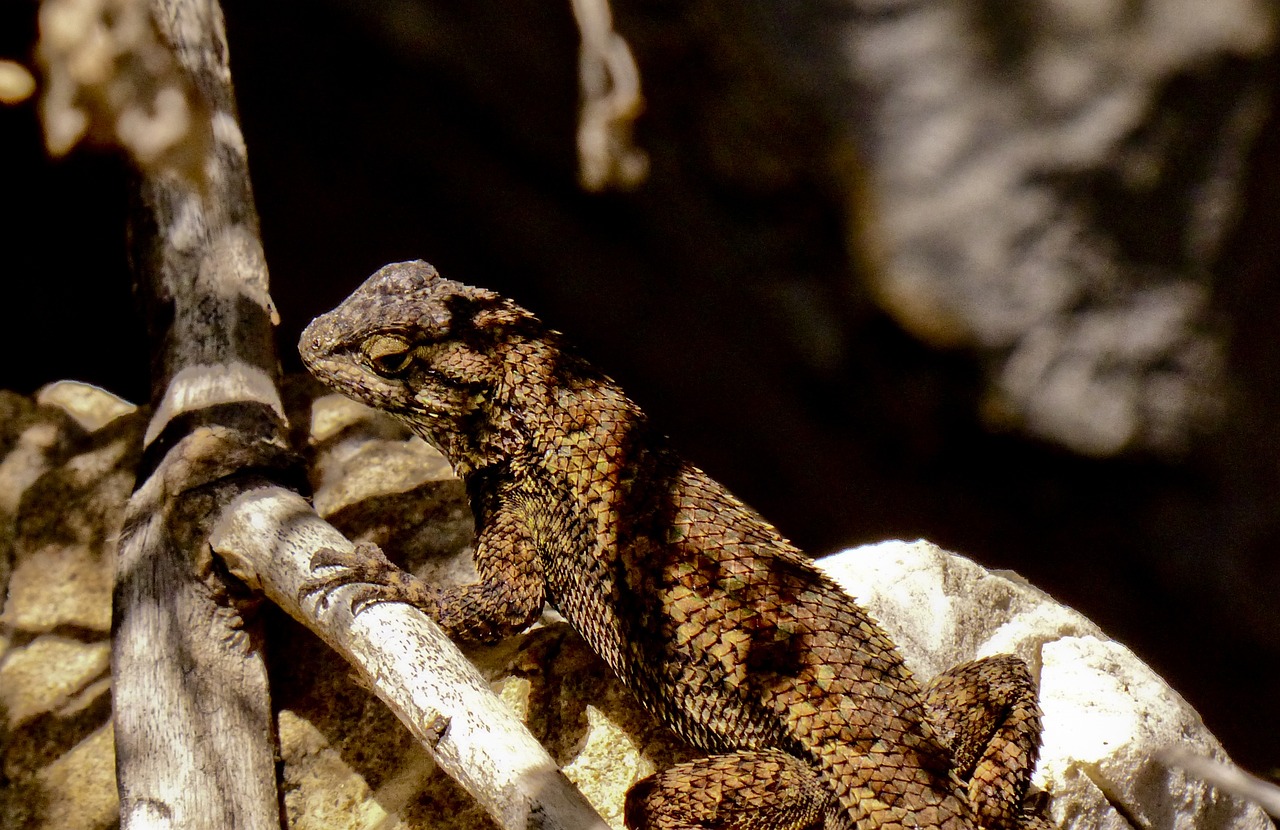 a lizard sitting on top of a tree branch, a portrait, flickr, renaissance, natural grizzled skin, texture detail, sitting on a curly branch, reddish