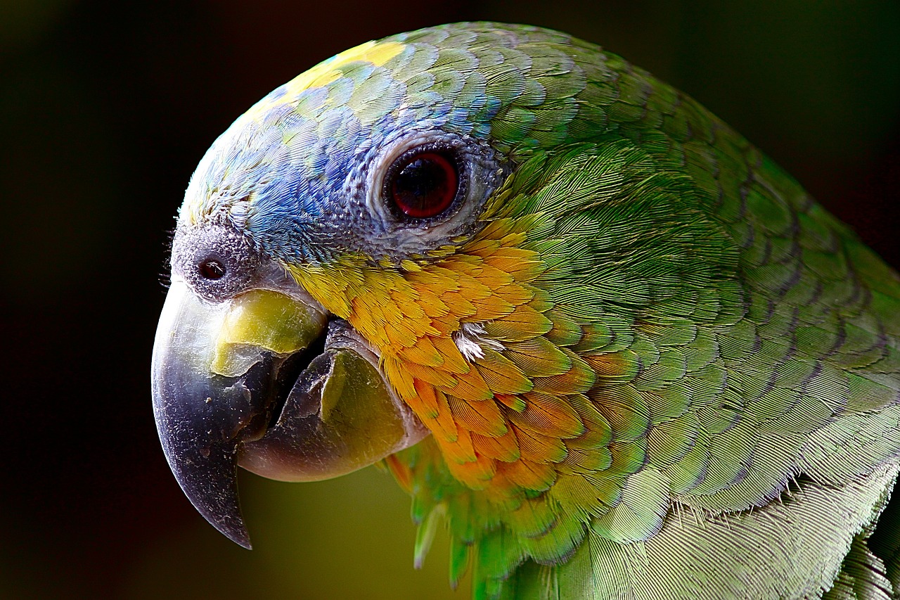 a close up of a parrot's face with a blurry background, by Hans Werner Schmidt, pixabay, gold green creature, bird\'s eye view, highly intricate and colorful, round portruding chin