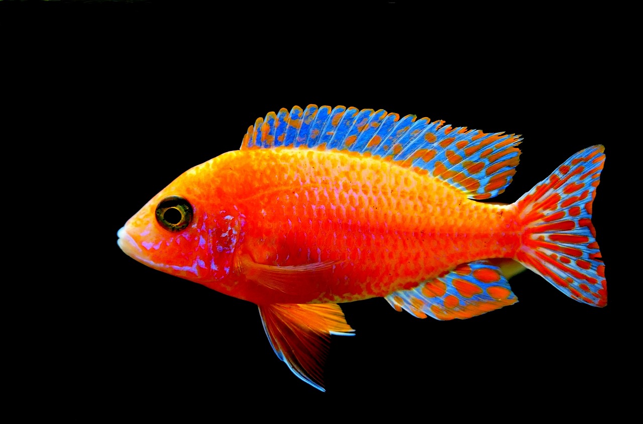 a close up of a fish on a black background, by Robert Brackman, flickr, red and orange colored, mobile wallpaper, red yellow blue, innocent look. rich vivid colors