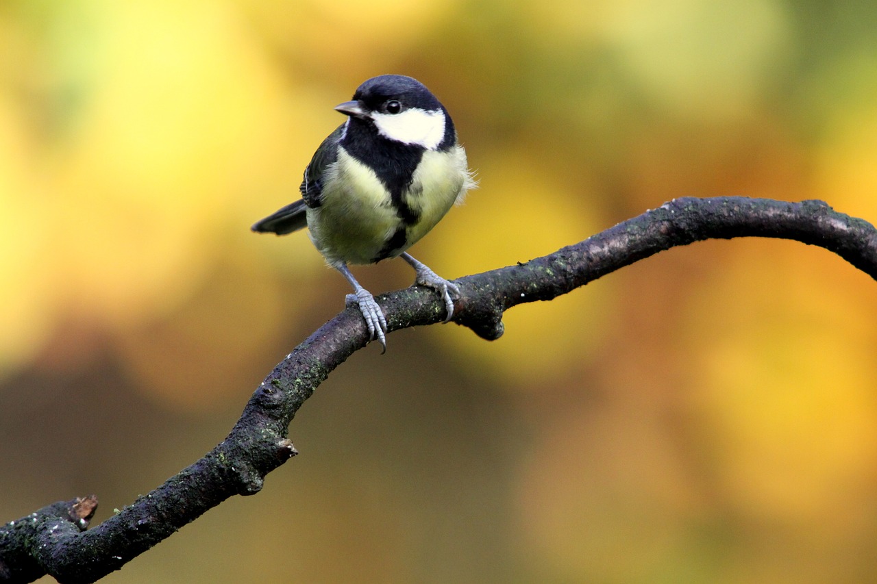 a small black and white bird perched on a tree branch, shutterstock, bauhaus, in the autumn forest, various posed, bow, portlet photo
