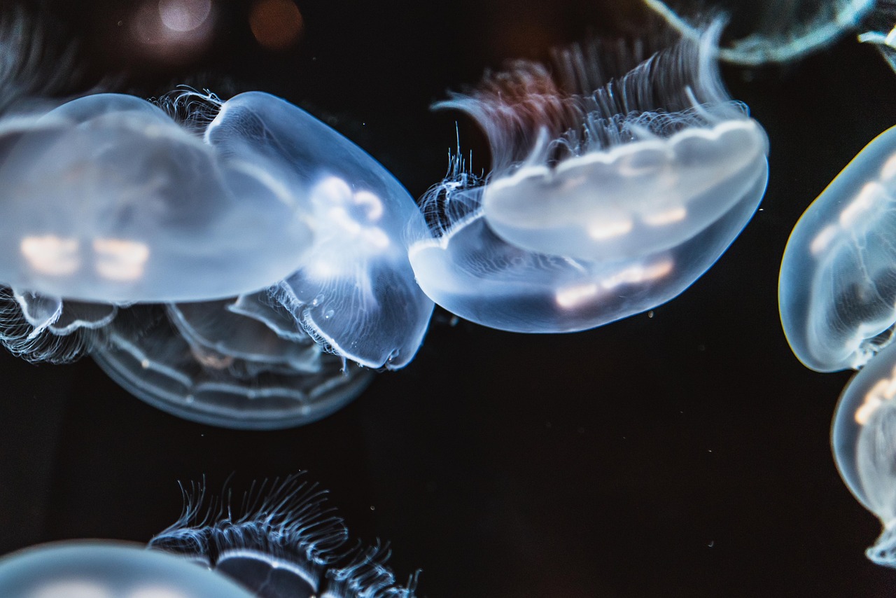 a group of jellyfish swimming next to each other, a microscopic photo, by Adam Marczyński, unsplash, clear curvy details, soft opalescent membranes, cambrian, lit from the side