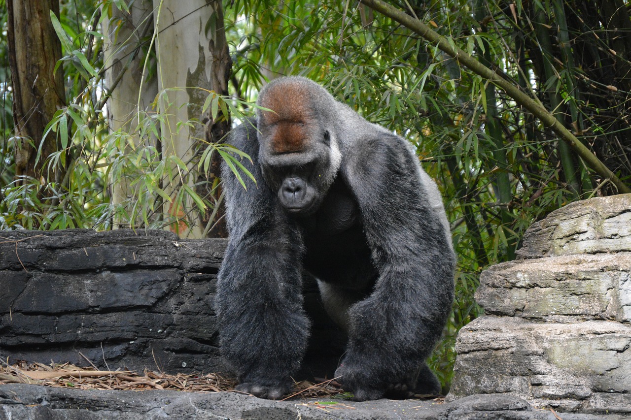 a gorilla standing on top of a pile of rocks, a portrait, flickr, of bamboo, voluptuous male, kneeling, grey