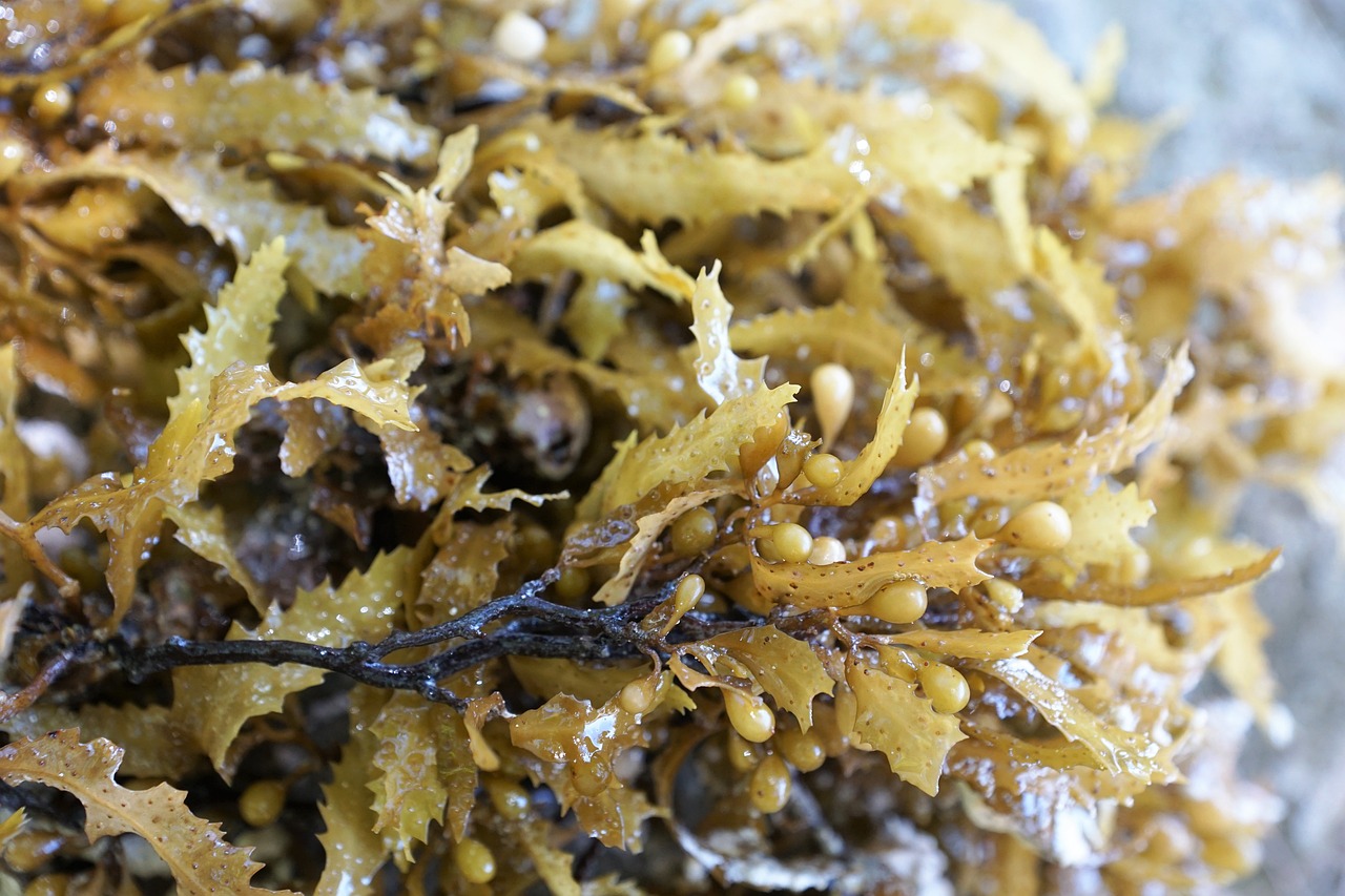 a close up of a bunch of seaweed, a portrait, hurufiyya, closeup at the food, closeup photo