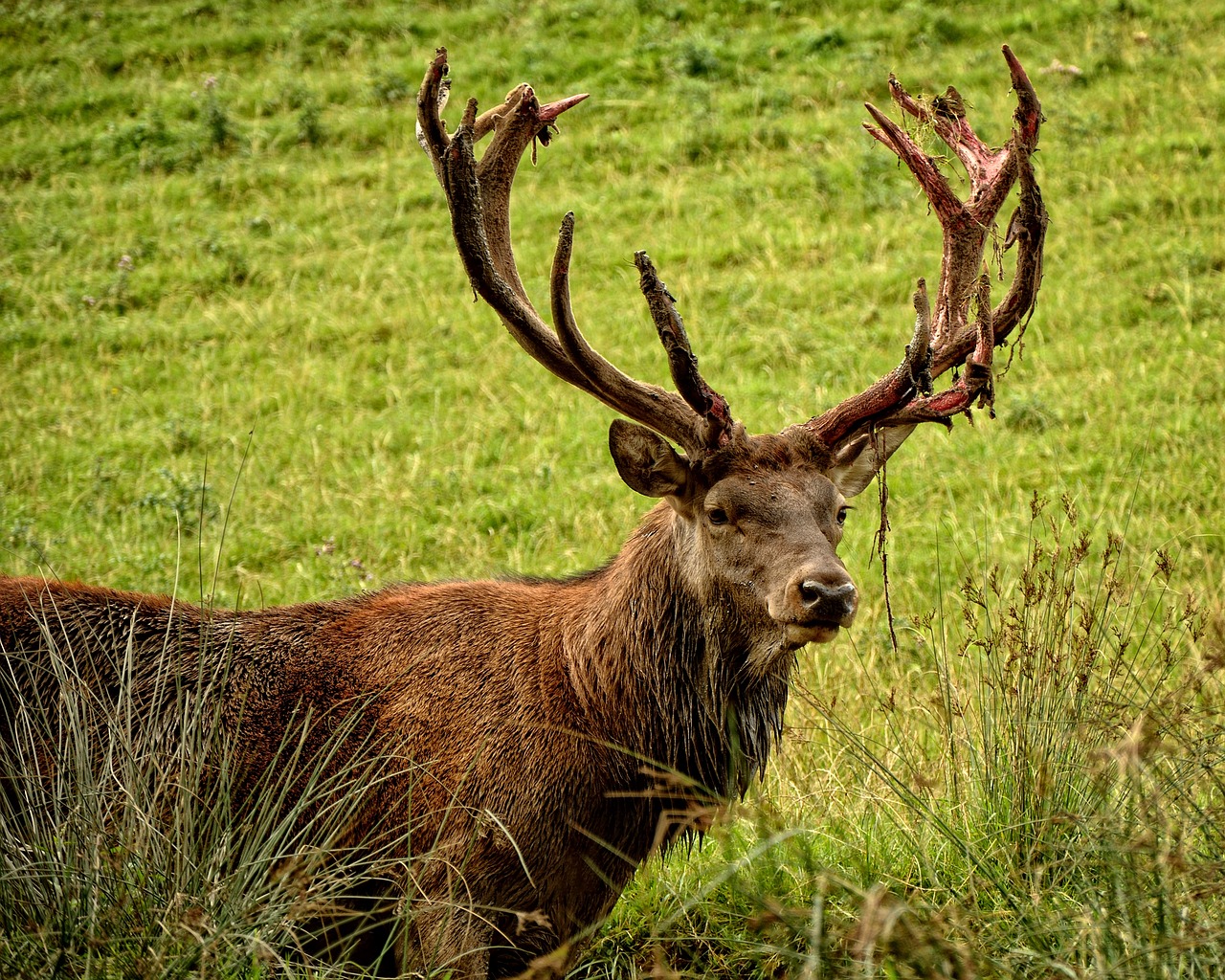 a deer that is standing in the grass, a portrait, by Robert Brackman, pexels contest winner, renaissance, huge horns, 🦩🪐🐞👩🏻🦳, scottish, big man