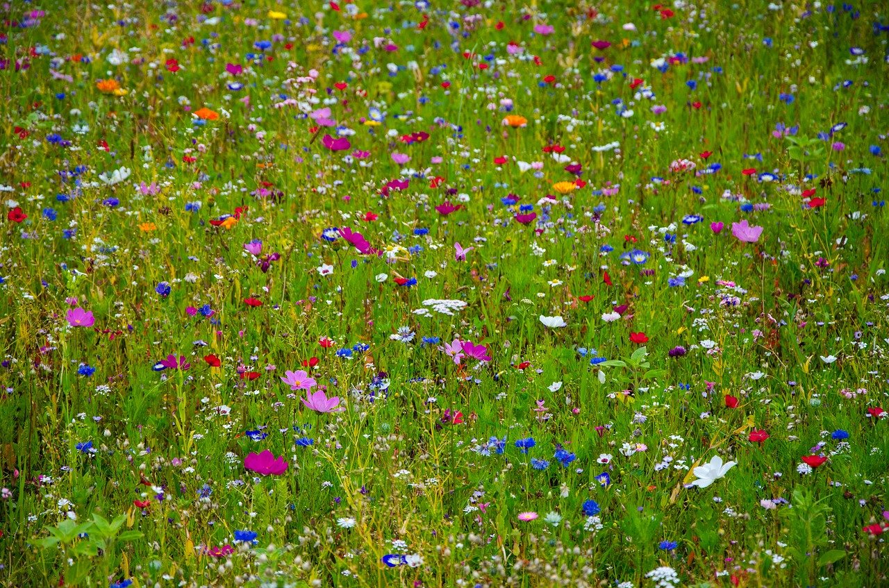 a field filled with lots of different colored flowers, by Erwin Bowien, color field, summer meadow, petals falling everywhere, details and vivid colors, scotland