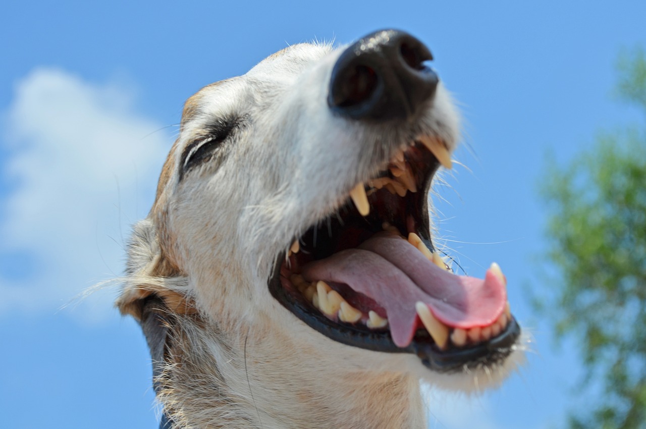 a close up of a dog with its mouth open, a picture, by Elke Vogelsang, pixabay, blue sky, singing, white neck visible, bared teeth