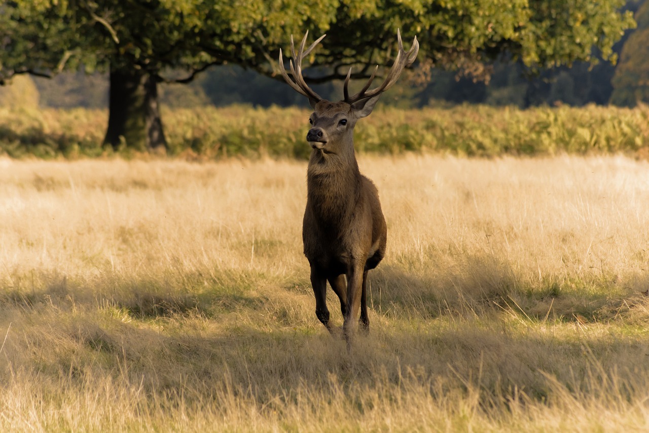 a deer that is standing in the grass, a picture, by Robert Brackman, shutterstock, bisley, standing triumphant and proud, oaks, 200mm wide shot