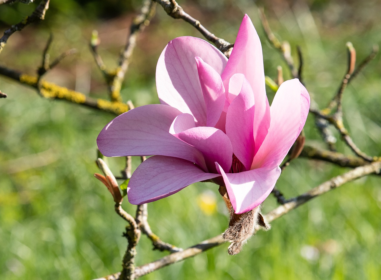 a close up of a flower on a tree, a portrait, magnolias, outdoor photo