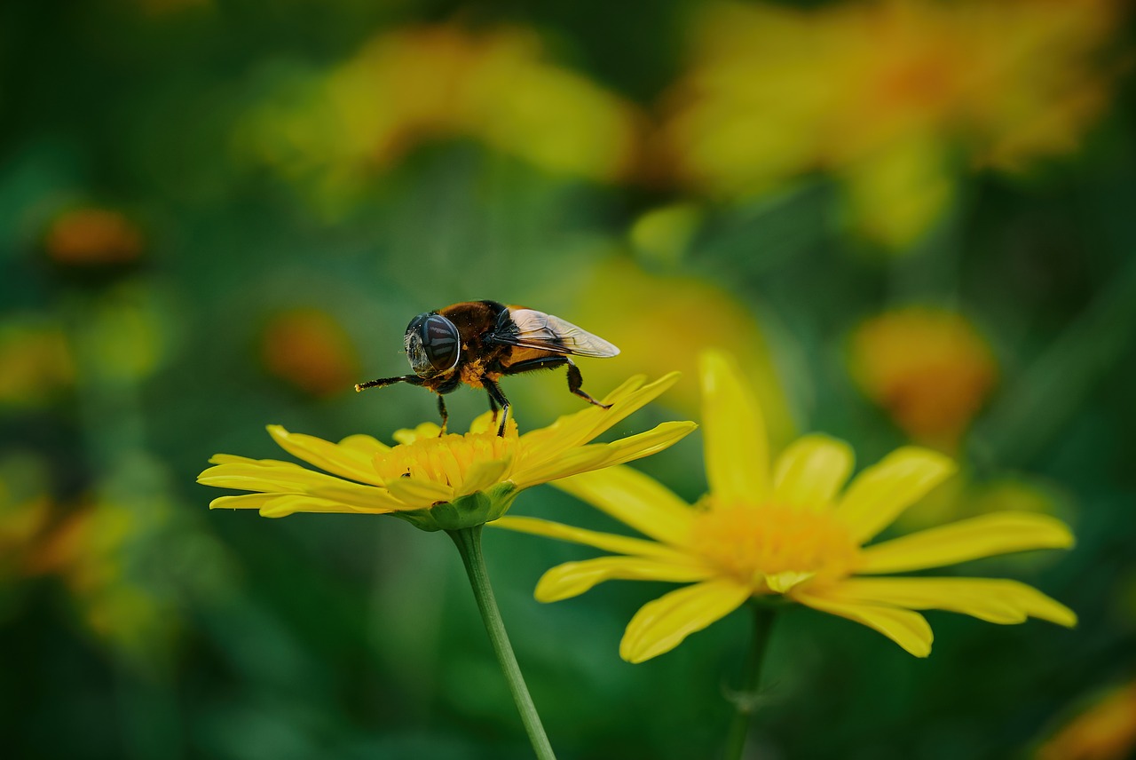 a bee sitting on top of a yellow flower, fine art, focus on the object, on his hind legs, 7 0 mm photo