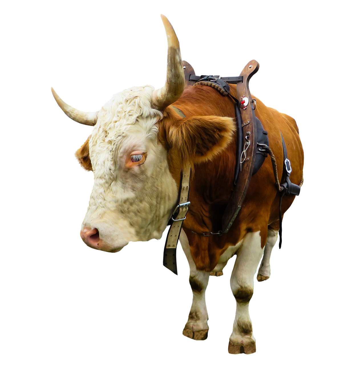 a brown and white cow wearing a harness, a digital rendering, by Linda Sutton, pexels, renaissance, on black background, oldwest, complete body view, leather hunting attire