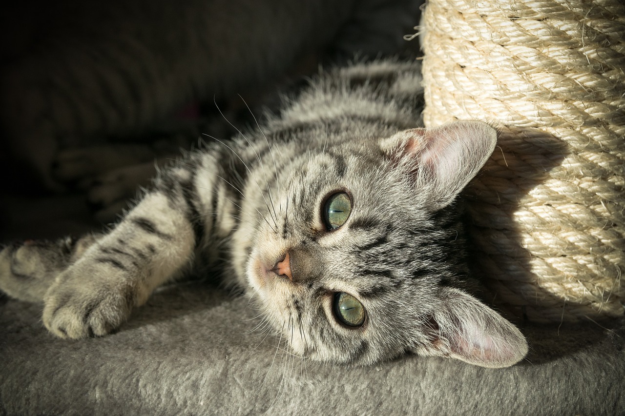 a close up of a cat laying on a couch, by Erwin Bowien, shutterstock, dappled, cat tower, glowing with silver light, an adorable kitten