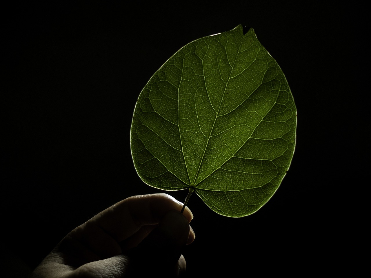 a person holding a green leaf in their hand, a picture, by Jan Rustem, shot at dark with studio lights, the photo shows a large, difraction from back light, in front of a black background