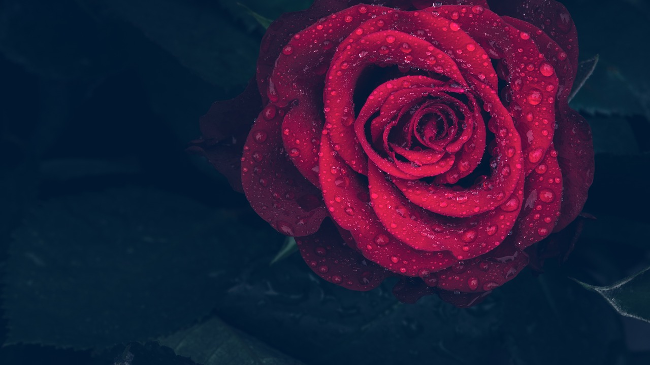 a red rose with water droplets on it, trending on unsplash, romanticism, dark flower pattern wallpaper, kramskoi 4 k, low detailed, profile image