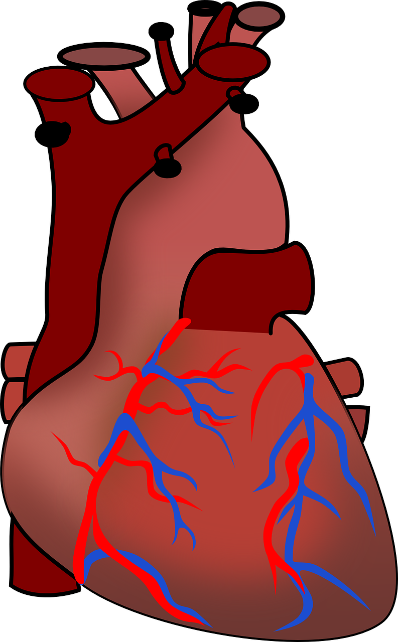 a diagram of the human heart, an illustration of, by Meredith Dillman, pixabay, swollen veins, defibrillator, red and blue back light, single flat colour