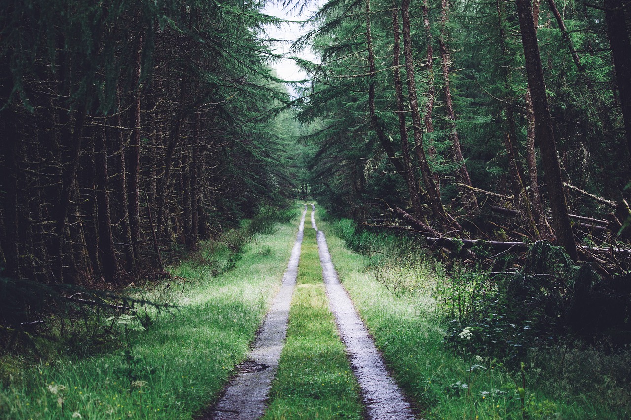 a dirt road in the middle of a forest, a photo, by Richard Carline, scotland, long cinematic shot, green alleys, phone photo